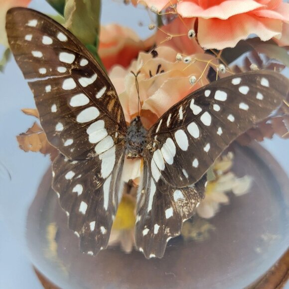Vintage Decorative Glass Dome Terrarium Diorama Butterfly Flowers Wood Base - Picture 2 of 12